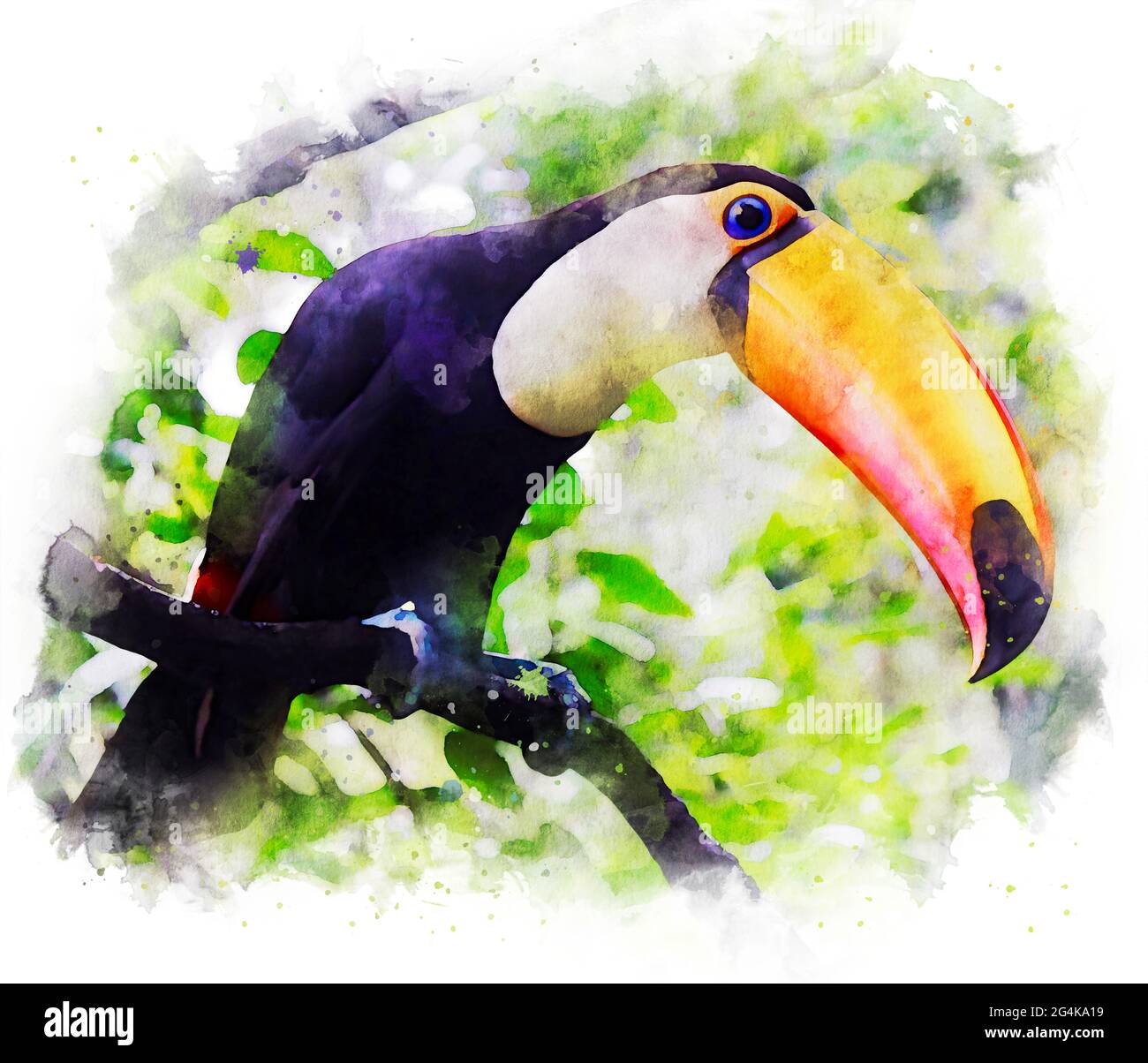 Uccello Toucan tropicale Foto Stock