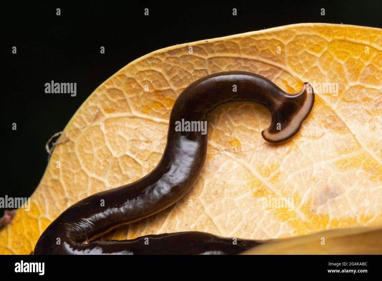Slug a testa di martello, Humbertium indicum, Satara, Maharashtra, India Foto Stock