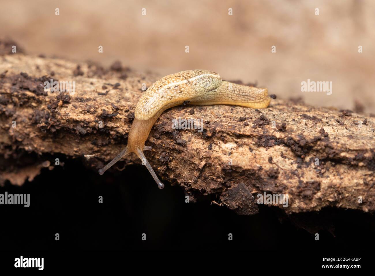 Hedgehog slug, Arion intermedius, Satara, Maharashtra, India Foto Stock