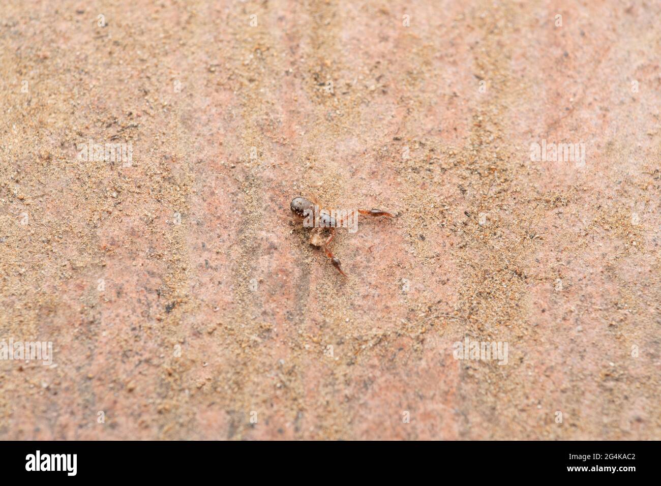 Casa Pseudoscorpion, Chelifer cancroides, Satara, Maharashtra, India Foto Stock