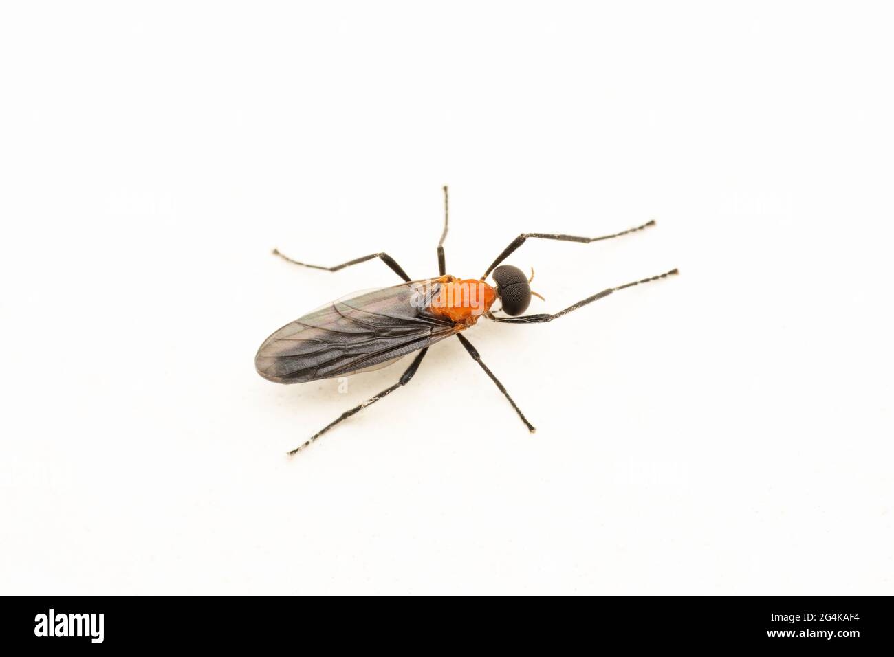 March fly, Plecia ruficollis (Fabricius, 1781), Satara, Maharashtra, India Foto Stock