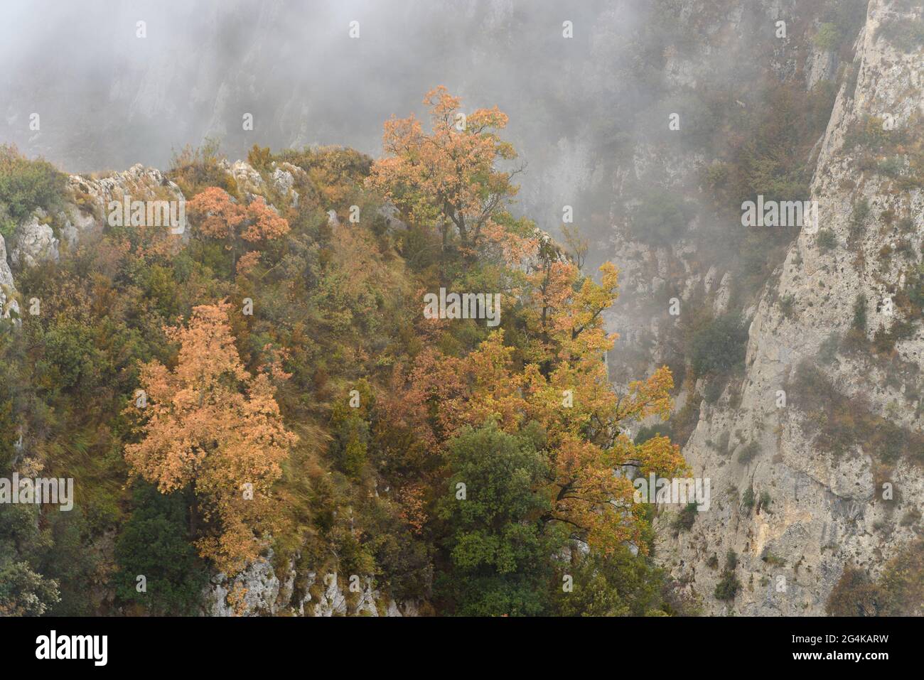 Querce tra la nebbia della catena montuosa della Serra de Queralt (Berguedà, Catalogna, Spagna, Pirenei) ESP: Robles con niebla en la sierra de Queralt Foto Stock