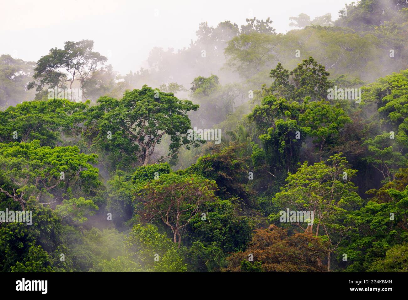 Paesaggio di Panama con foresta pluviale umida e nebbiosa dopo le precipitazioni nel parco nazionale di Soberania, provincia di Colon, Repubblica di Panama, America Centrale. Foto Stock