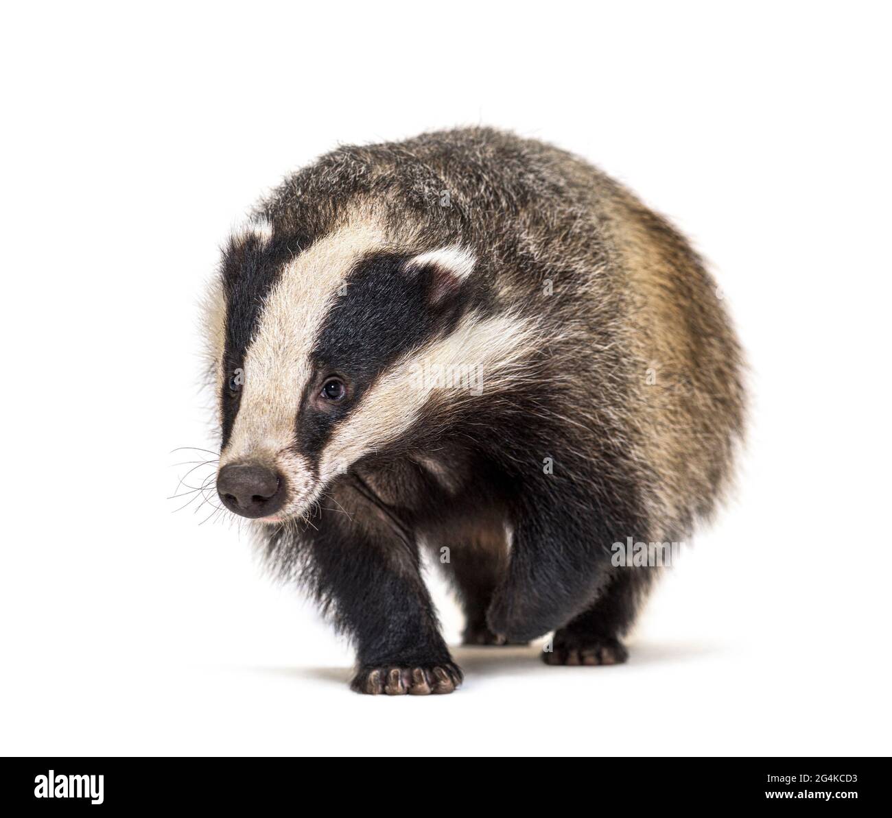 Europeo badger che cammina verso la fotocamera, sei mesi di età, isolato Foto Stock