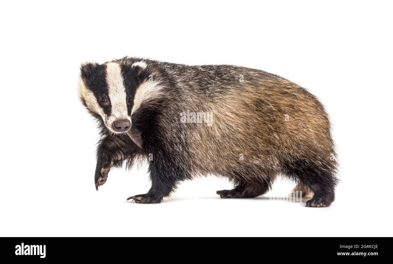 Badge europeo, sei mesi fa, vista laterale a piedi e guardando la macchina fotografica Foto Stock