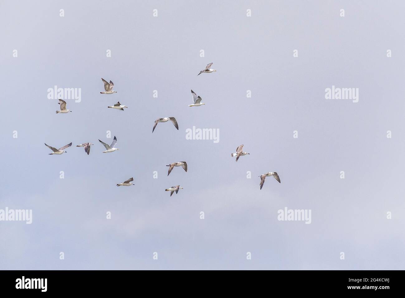 Gabbiani che sorvolano il delta dell'Ebro (Tarragona, Catalogna, Spagna) ESP: Gaviotas sobrevolando el Delta del Ebro (Tarragona, Cataluña, España) Foto Stock