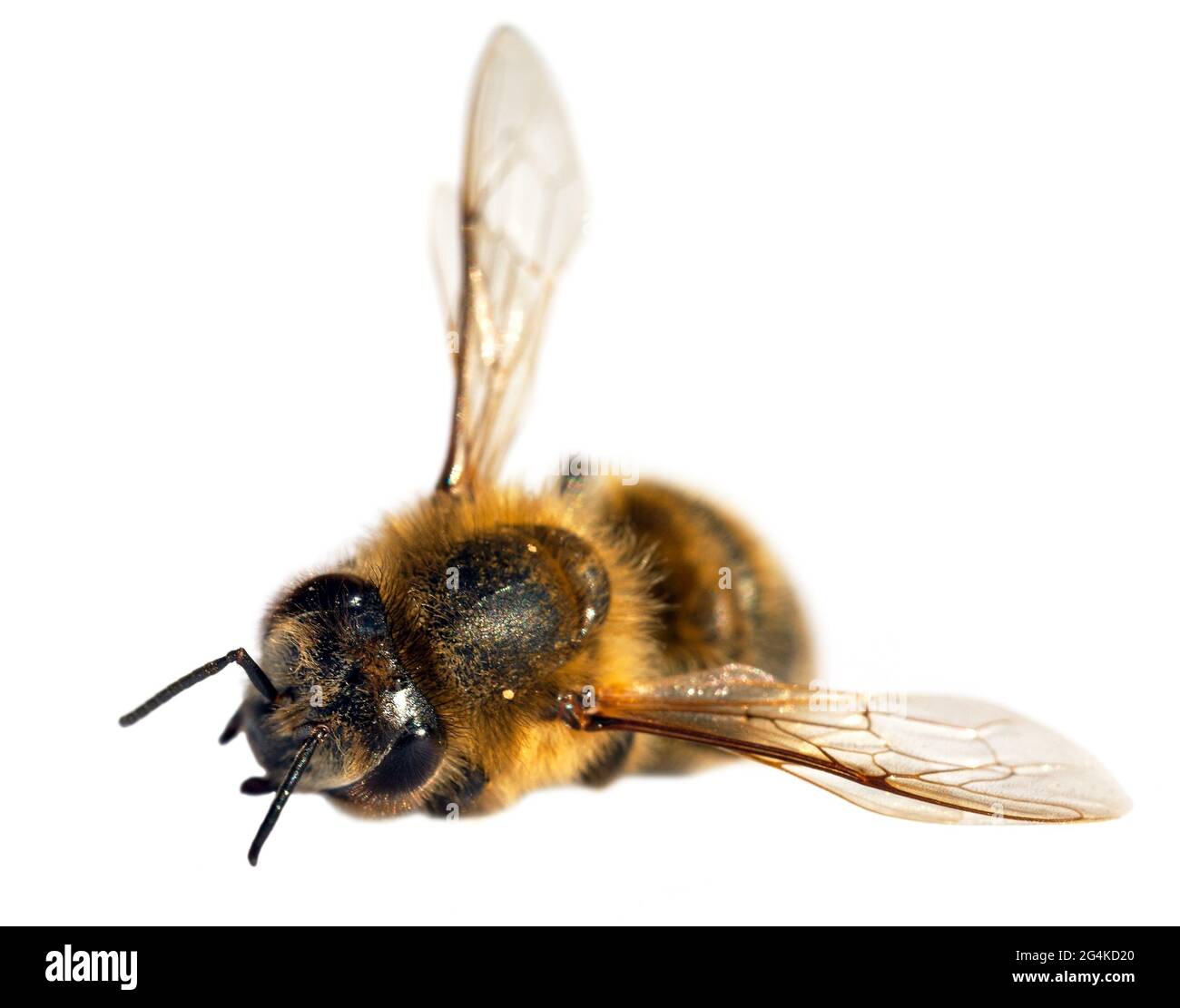 Particolare di ape o di ape in latino Apis mellifera, europeo o occidentale ape miele isolato su sfondo bianco Foto Stock