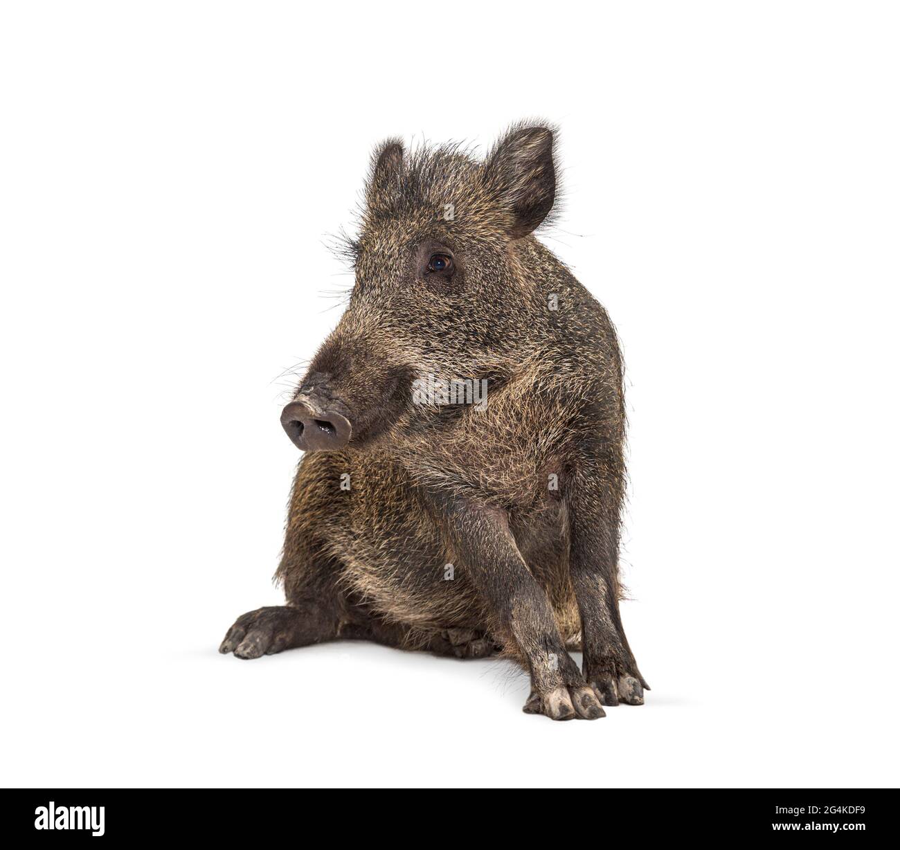 Cinghiale seduto, isolato su bianco. Posizione strana Foto Stock