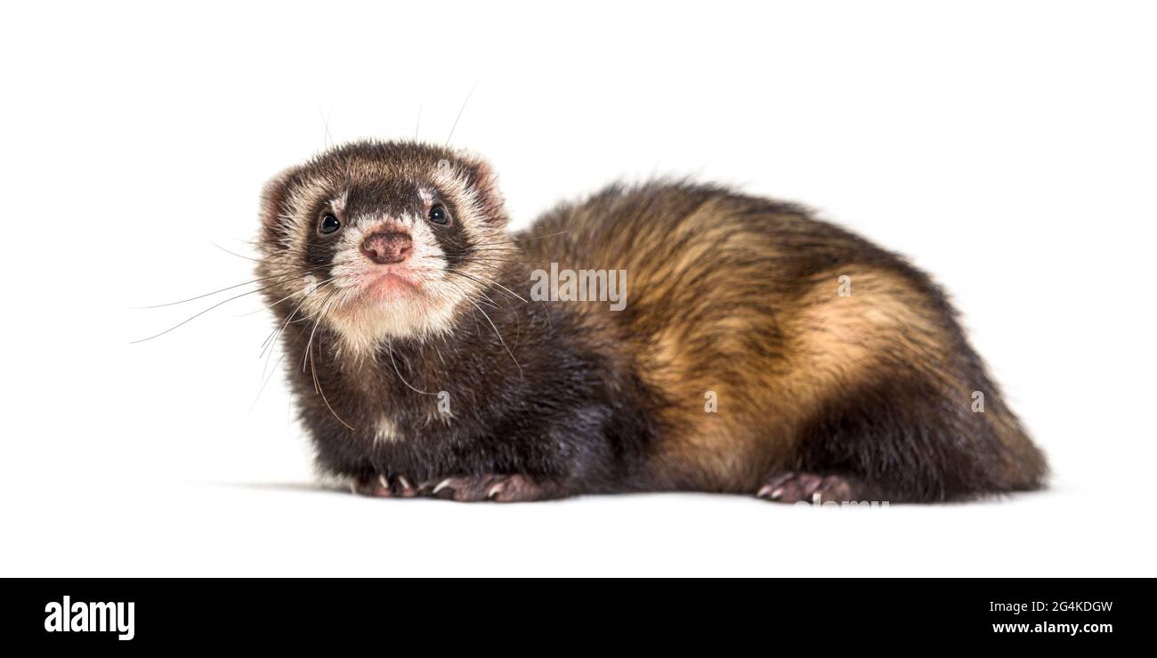 Polecat europeo che guarda via, isolato, selvaggio furetto. Foto Stock