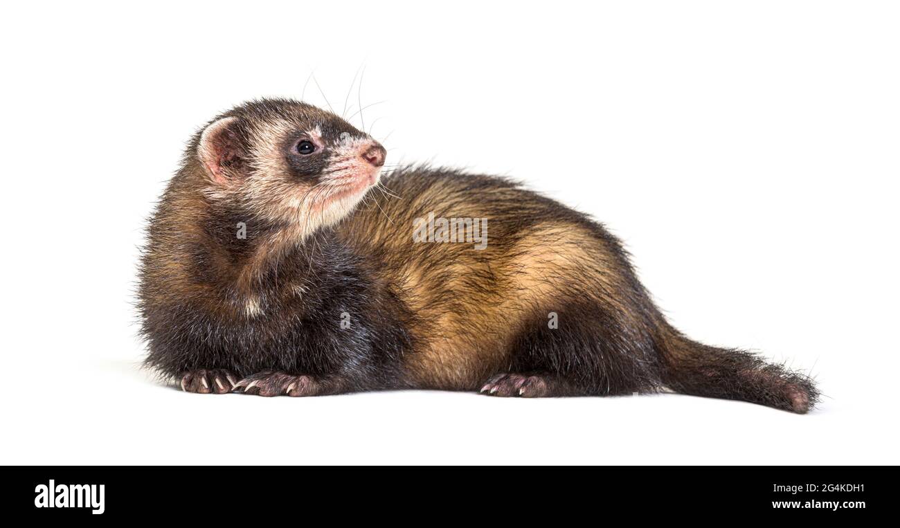 Polecat europeo che guarda via, isolato, selvaggio furetto. Foto Stock