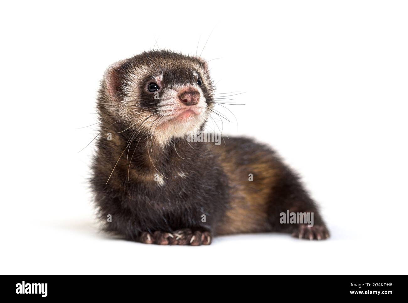 Polecat europeo che guarda via, isolato, selvaggio furetto. Foto Stock