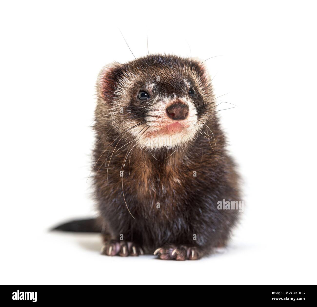 Polecat europeo che guarda via, isolato, selvaggio furetto. Foto Stock