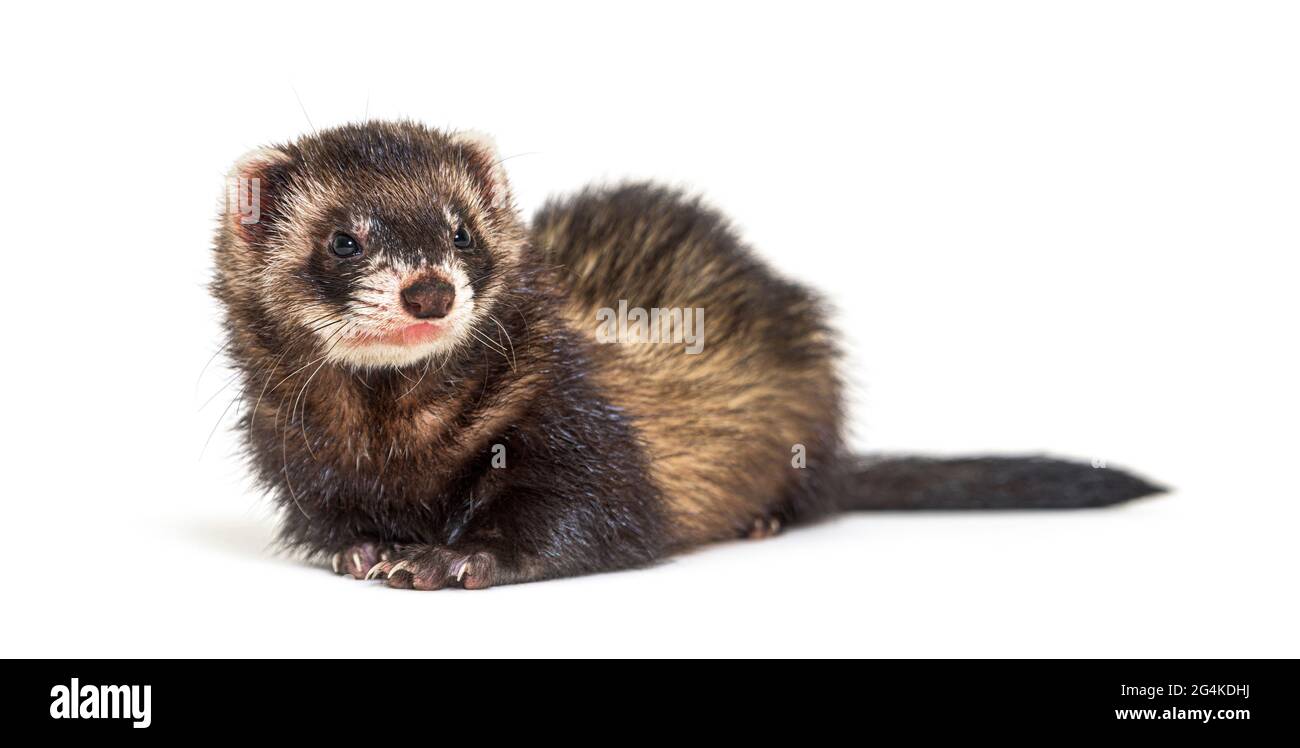 Polecat europeo che guarda via, isolato, selvaggio furetto. Foto Stock
