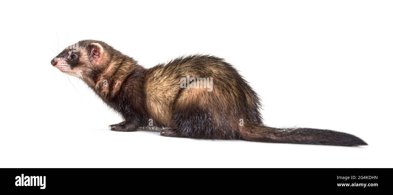 Polecat europeo che guarda via, isolato, selvaggio furetto. Foto Stock