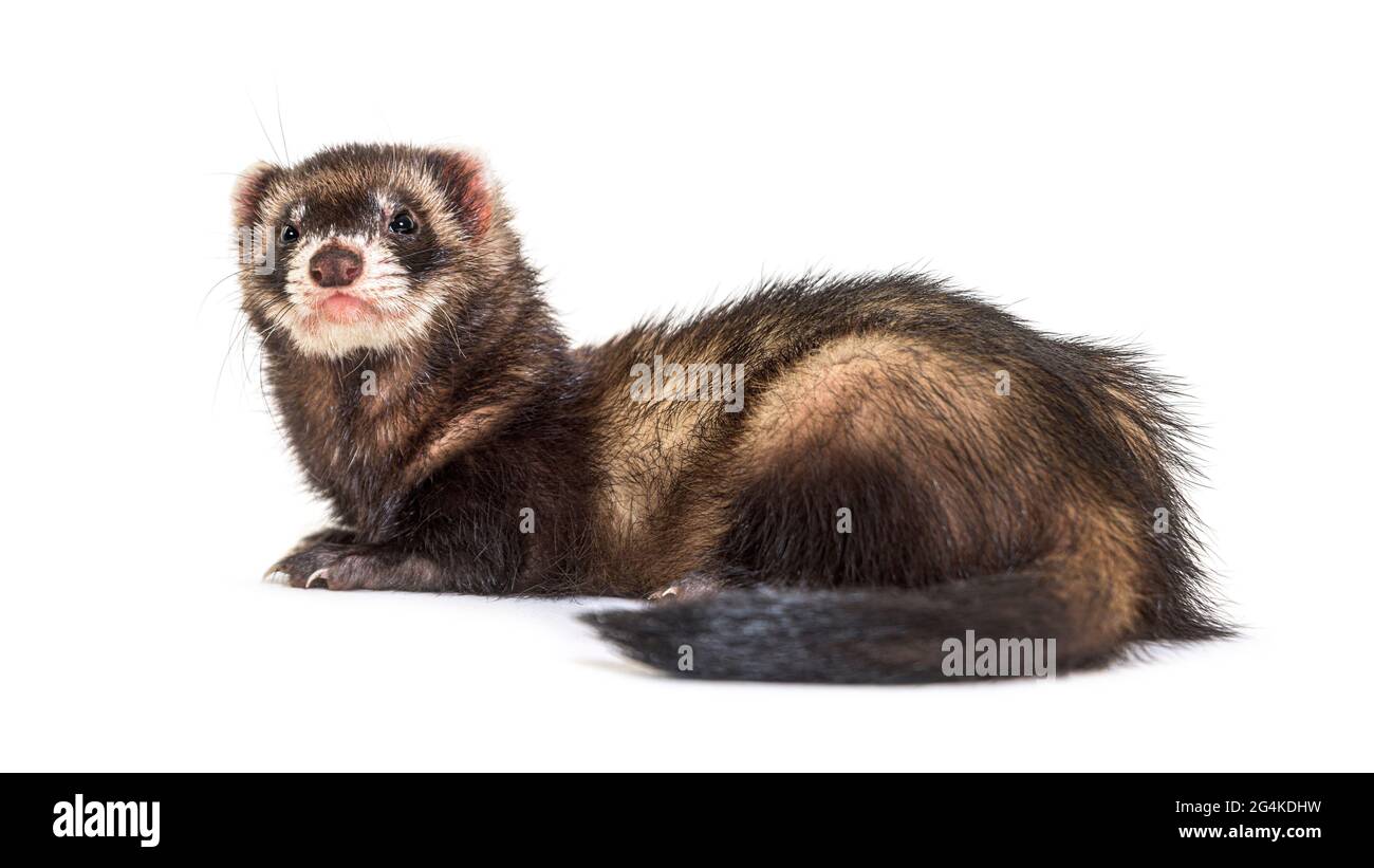 Polecat europeo che guarda via, isolato, selvaggio furetto. Foto Stock