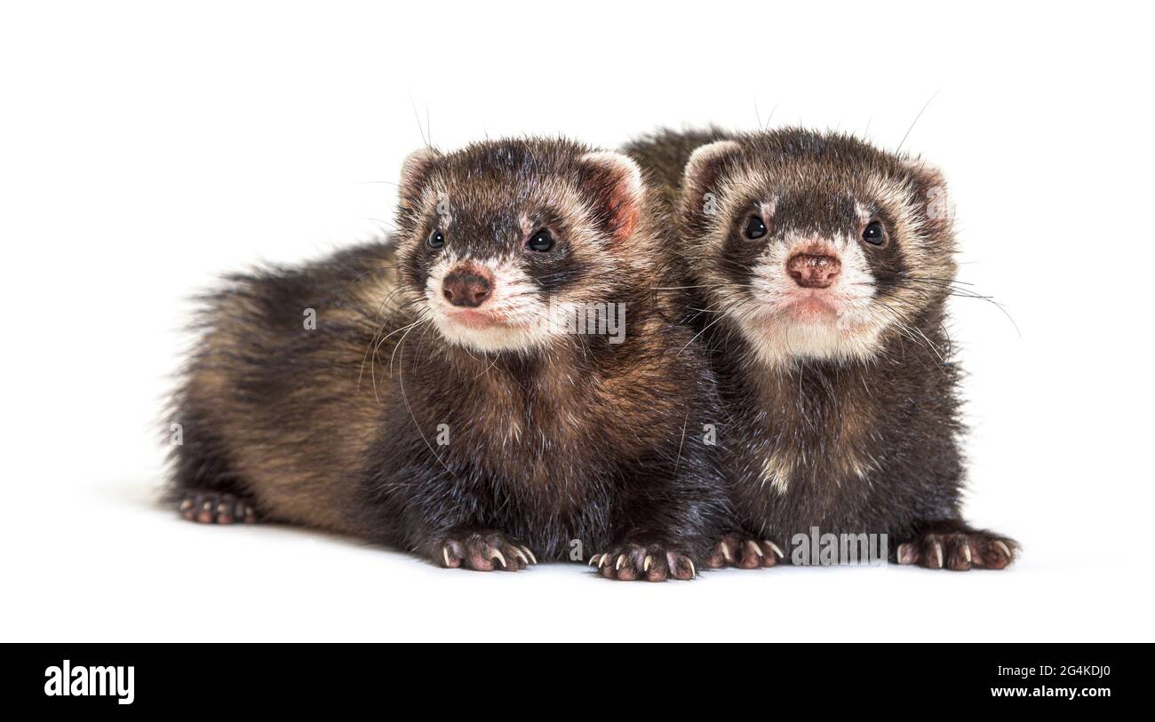 Due polecati europei, che guardano via, isolati, furetti selvaggi. Foto Stock