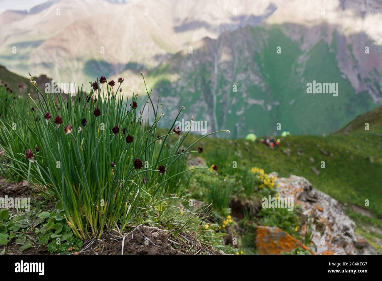 Panorama montano in Kirghizistan. Erba verde nella vista della valle di montagna. Panorama di montagna. Foto Stock