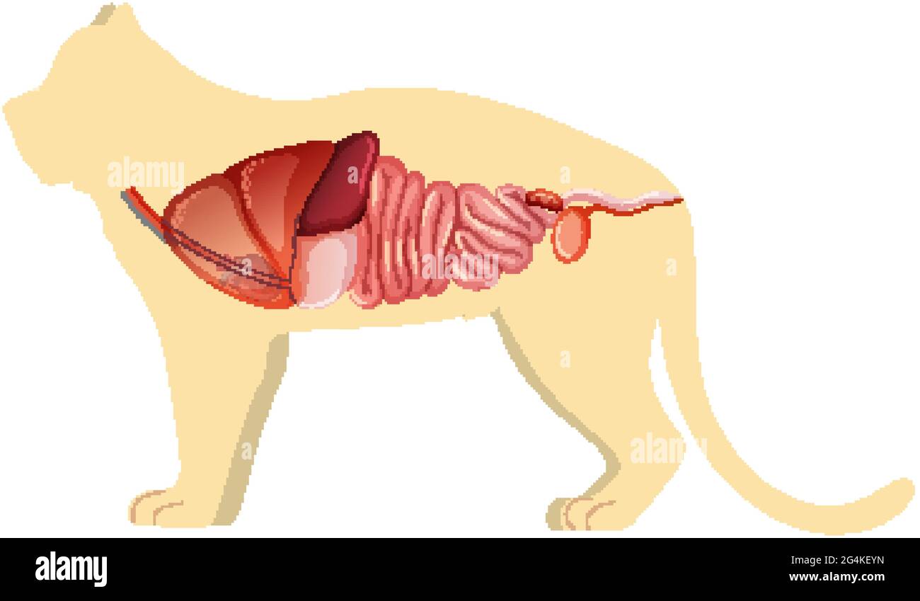 Anatomia Cat con illustrazione della struttura interna dell'organo Illustrazione Vettoriale