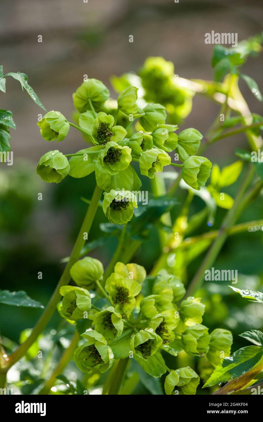 Mathiasella bupleuroides 'Verde sogno" Foto Stock