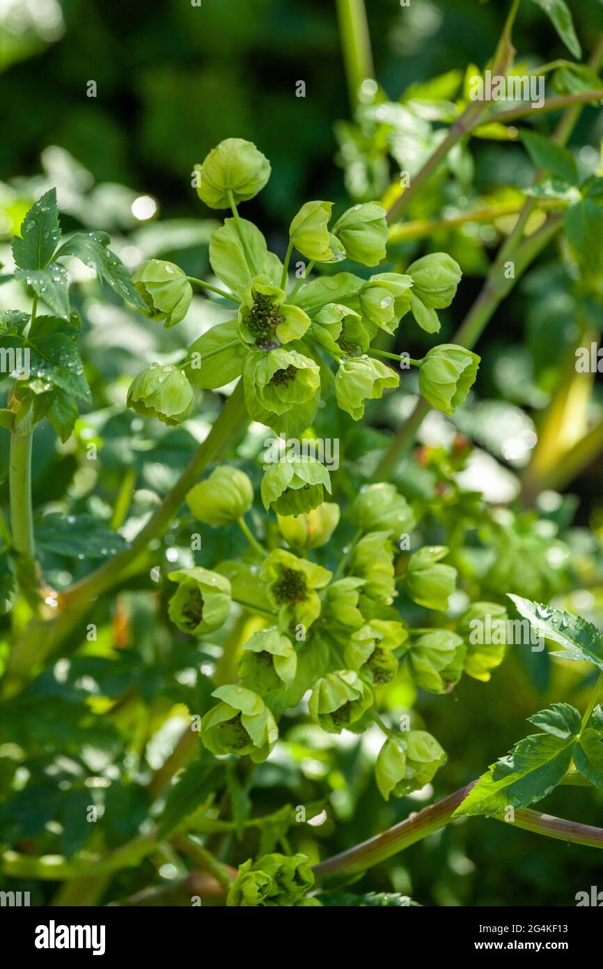 Mathiasella bupleuroides 'Verde sogno" Foto Stock