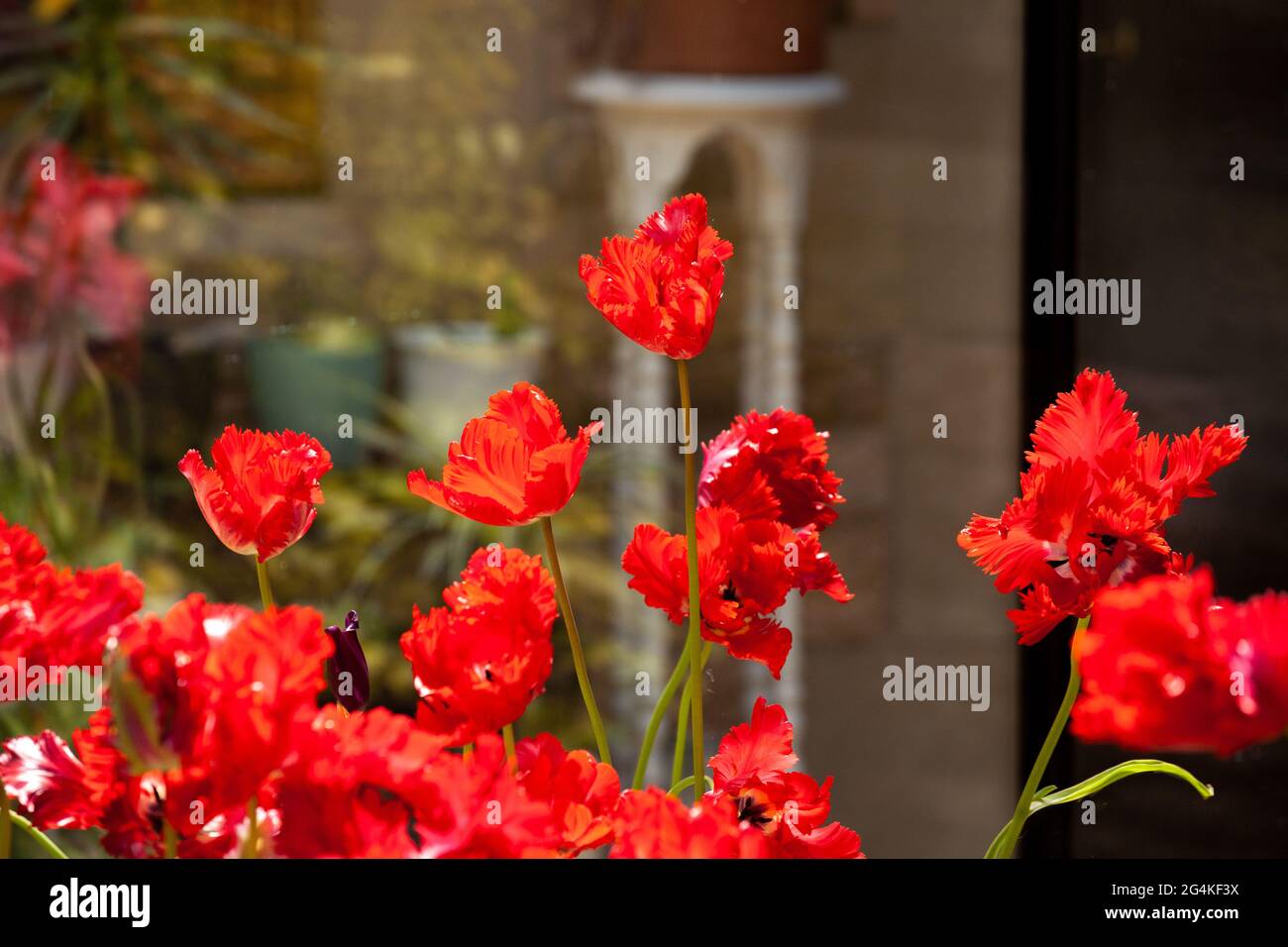 tulipano frilly rosso Foto Stock