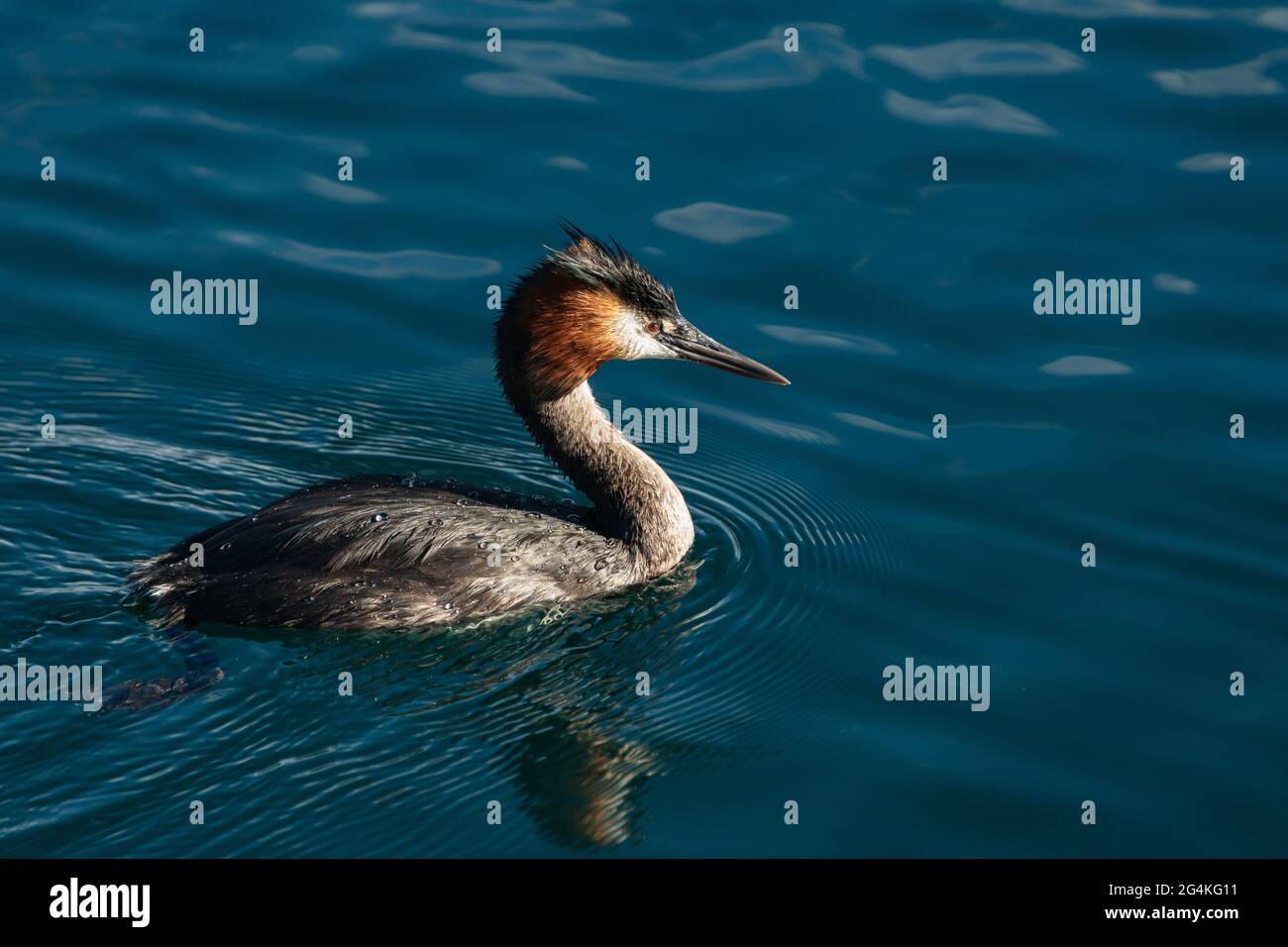 Australasian Crested Grebe, altri nomi sud crested grebe, grande crested grebe, nuoto nel lago Wanaka, Isola del Sud Foto Stock