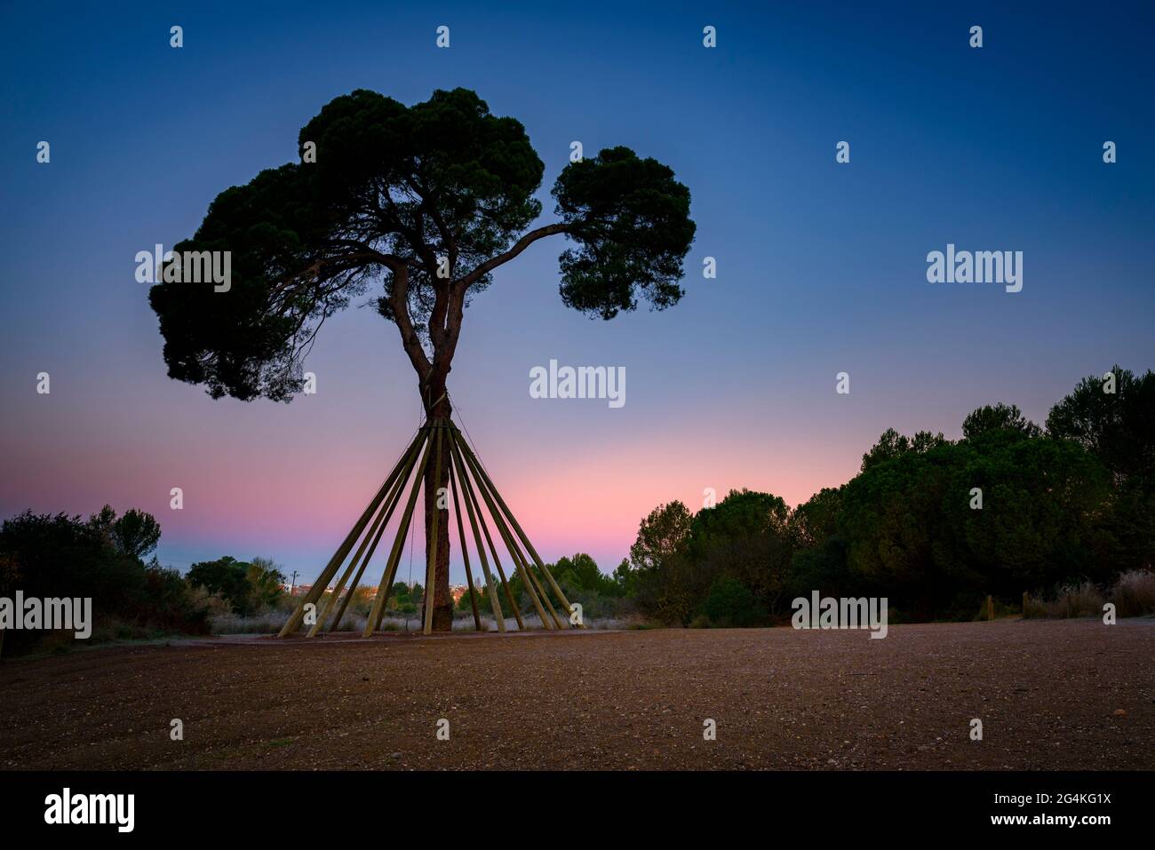 Il pino chiamato Pi d'en Xandri, a Sant Cugat del Vallès, all'alba (Vallès Occidental, Barcellona, Catalogna, Spagna) ESP: El pino d'en Xandri, España Foto Stock