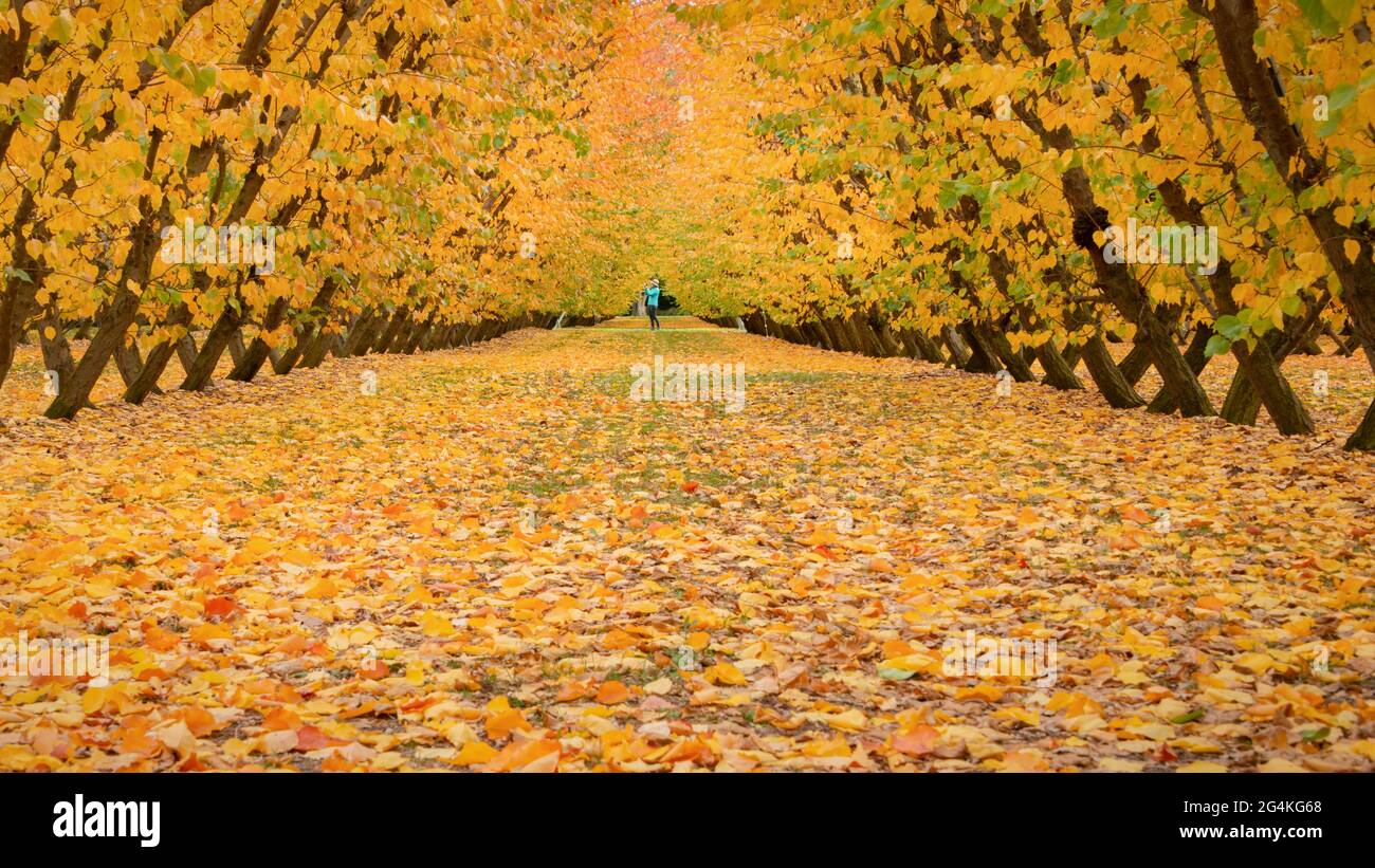 Una donna che scatta foto tra i frutteti d'oro d'autunno a Otago, Isola del Sud Foto Stock