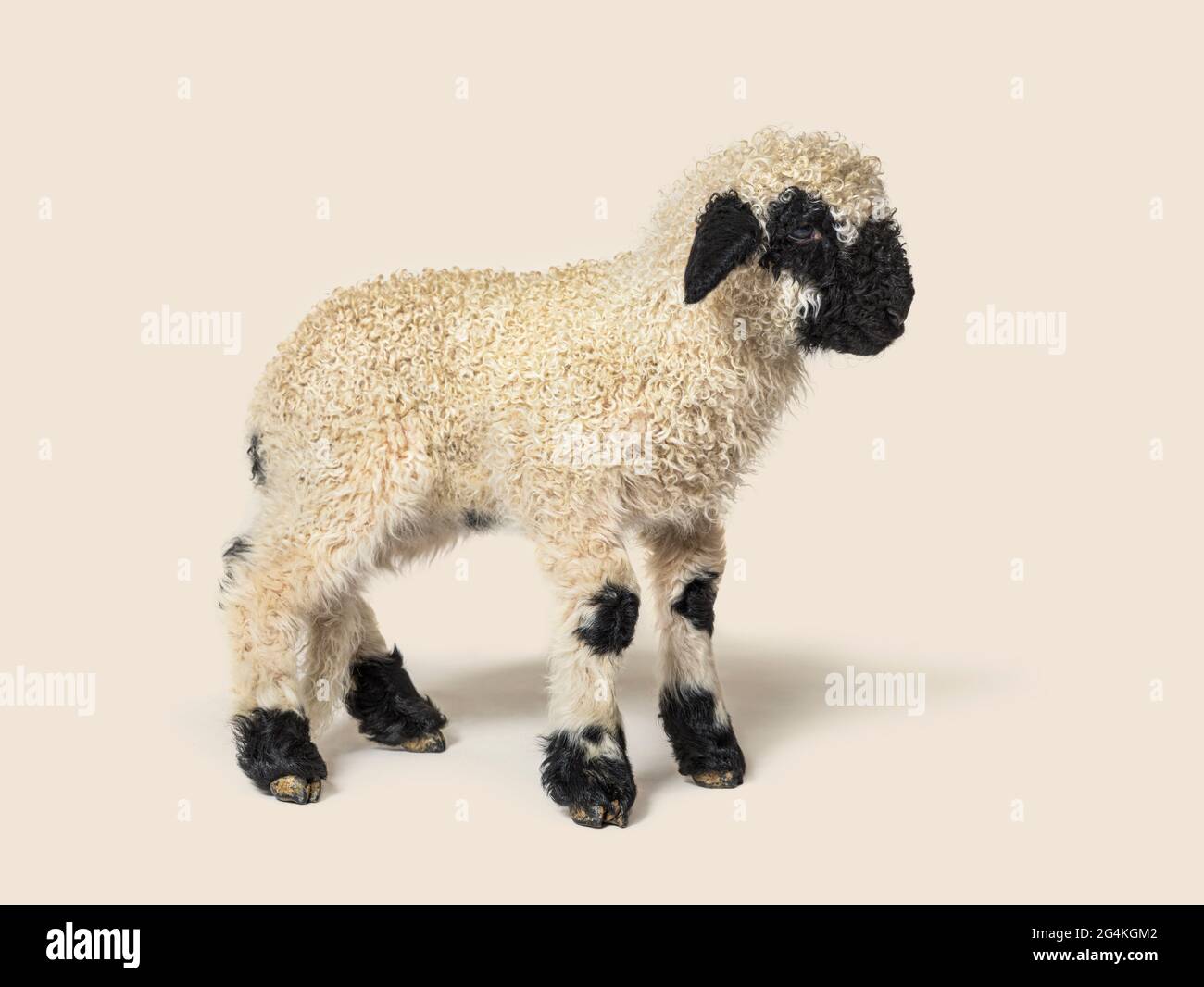 Profilo di una bella agnello Vallese pecora di naso nero tre settimane vecchio Foto Stock
