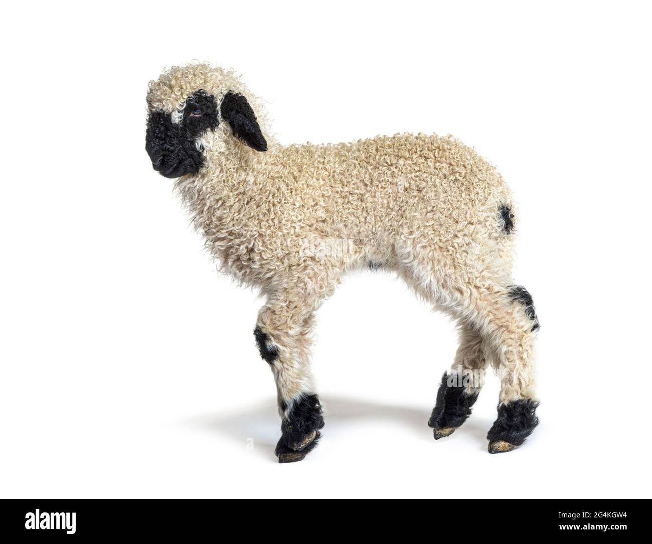 Profilo di una bella agnello Vallese pecora di naso nero tre settimane vecchio Foto Stock
