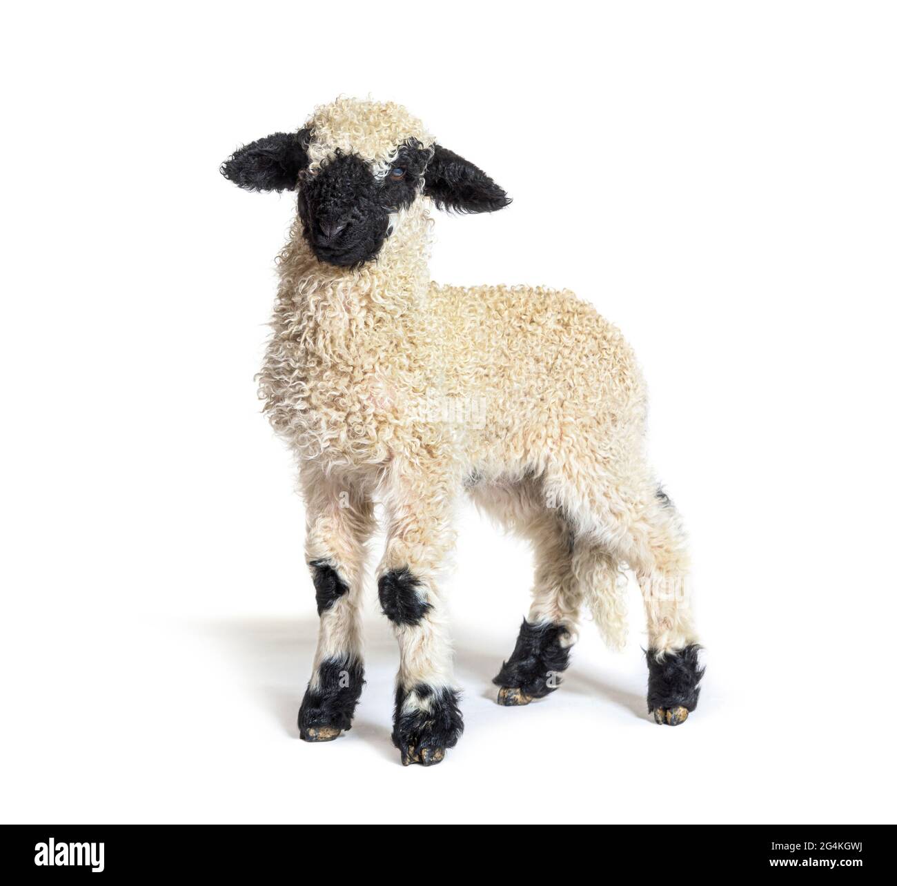 Profilo di una bella agnello Vallese pecora di naso nero tre settimane vecchio Foto Stock