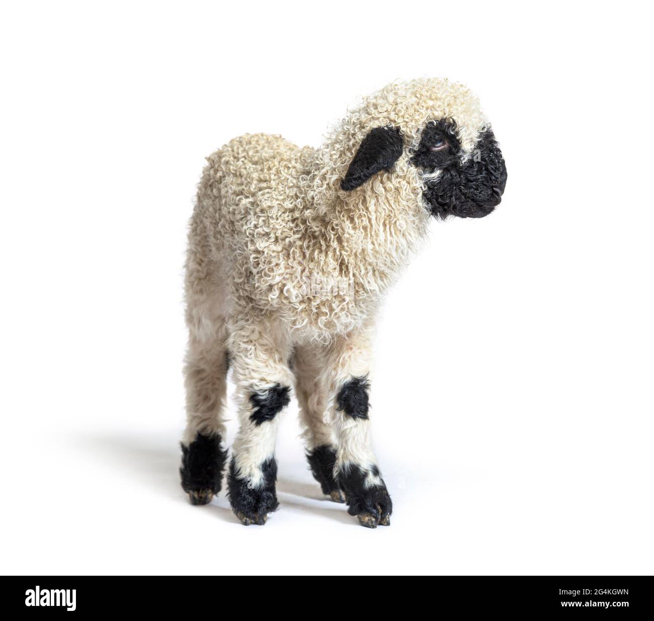 Profilo di una bella agnello Vallese pecora di naso nero tre settimane vecchio Foto Stock