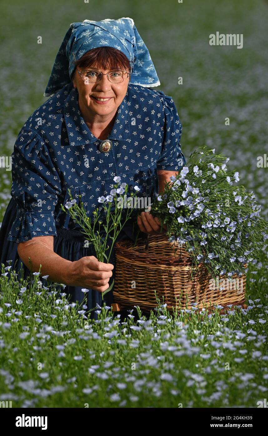 22 giugno 2021, Brandeburgo, Dürrenhofe: Gisela Christl (Spreewald Christl) si trova in costume da lavoro sorbiano-Wendish ai margini di una conferenza stampa sulla fioritura del lino oleoso in un campo della cooperativa agricola Unterspreewald, ad esempio con il lino oleoso in fiore. Il lino, dal quale i milleri producono l' olio di semi di lino di Preewald, cresce su circa 160 ettari di terreno coltivabile nella regione di Spreewald. A causa del clima caldo, le colture di lino stanno attualmente cominciando a fiorire. Il seme di lino è una cultura tradizionale dello Spreewald. La produzione di olio di semi di lino affonda le sue radici nella regione da generazioni. Foto Stock