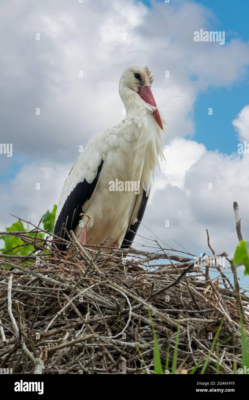 Primo piano ritratto di una cicogna bianca nel nido in primavera nella Camargue, Bouches du Rhone, Francia meridionale Foto Stock