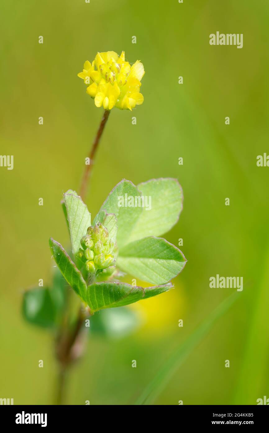 Trifoglio minore - trifolium dubium, piccolo fiore di Prato Foto Stock