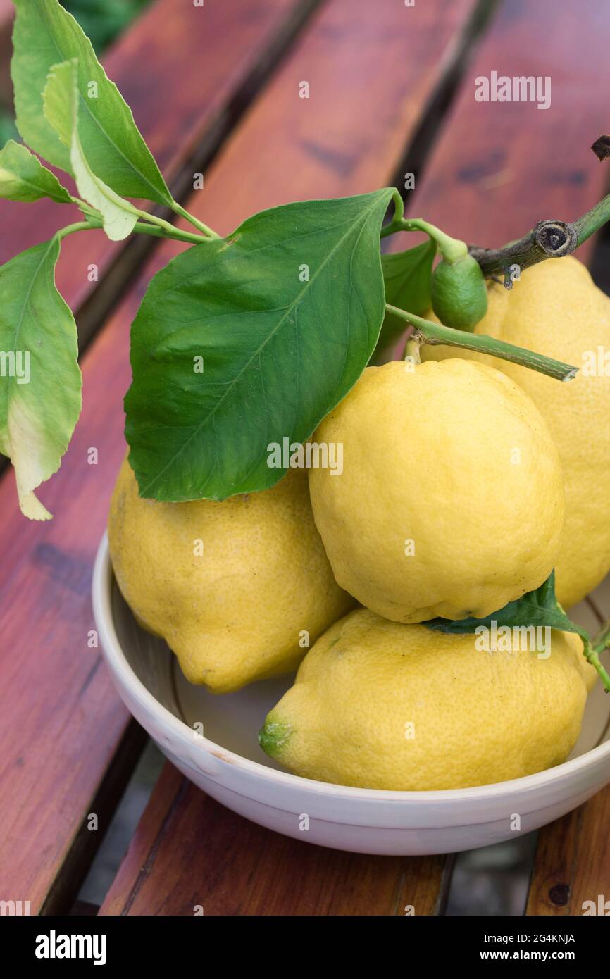 Limoni siciliani in piatto di ceramica poggiati su legno Foto Stock