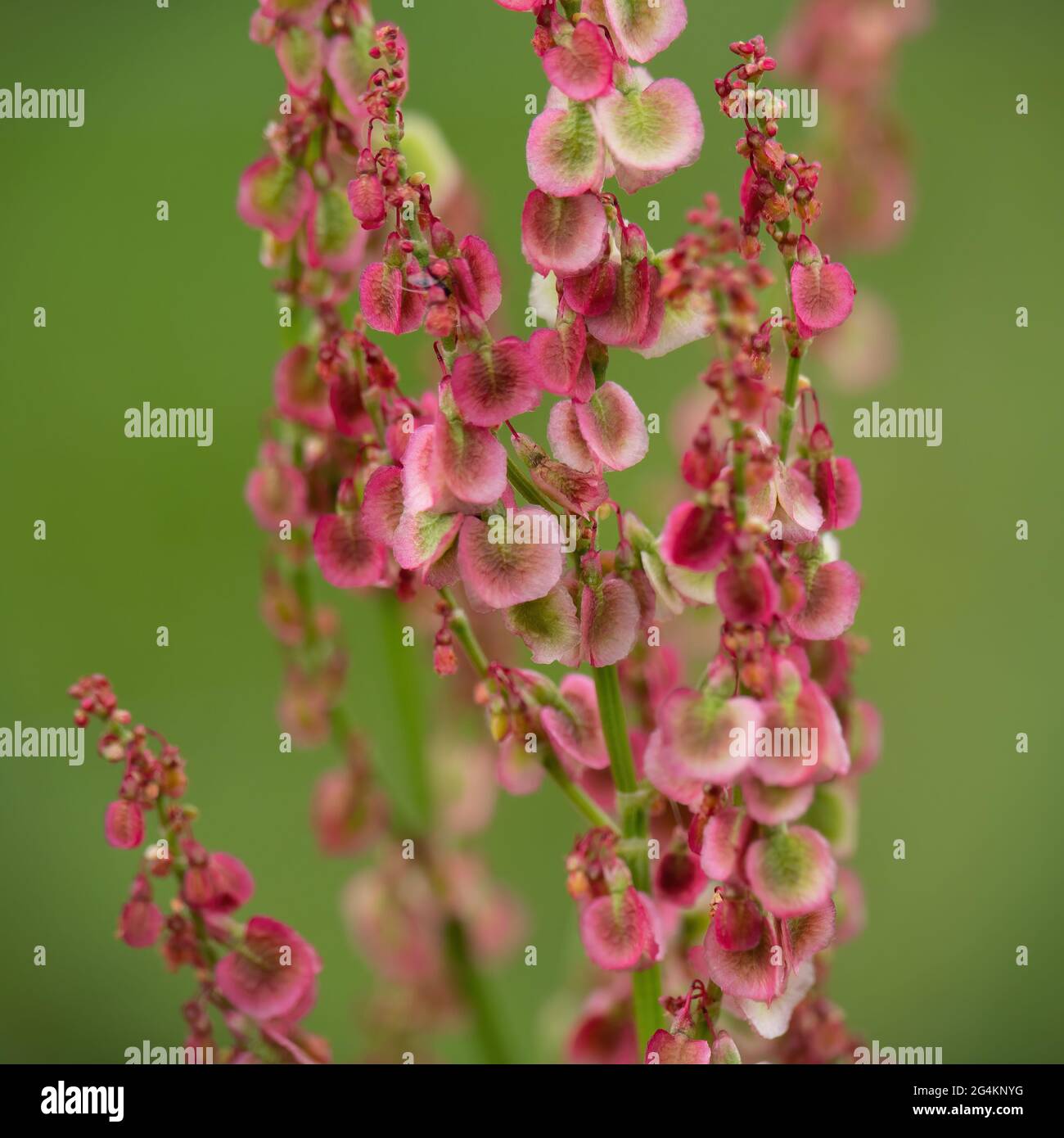 Rumex Crispus, dock fiore Spike, rosso al sole. Natura erbaccia macro. Foto Stock