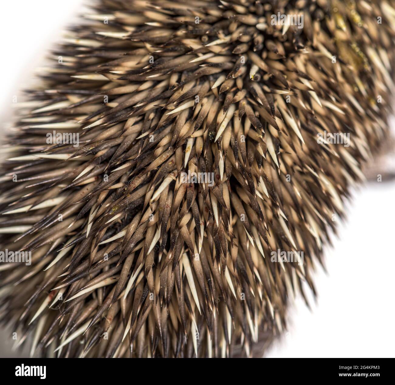 Primo piano di un giovane cappotto europeo di hedgehog, isolato Foto Stock