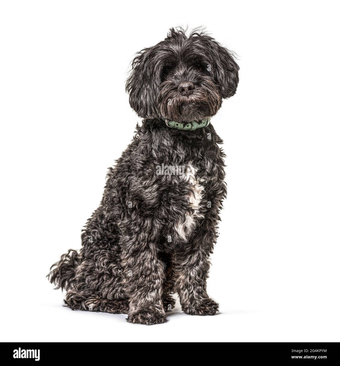 Spaniel tibetano nero con colletto bleu, isolato Foto Stock
