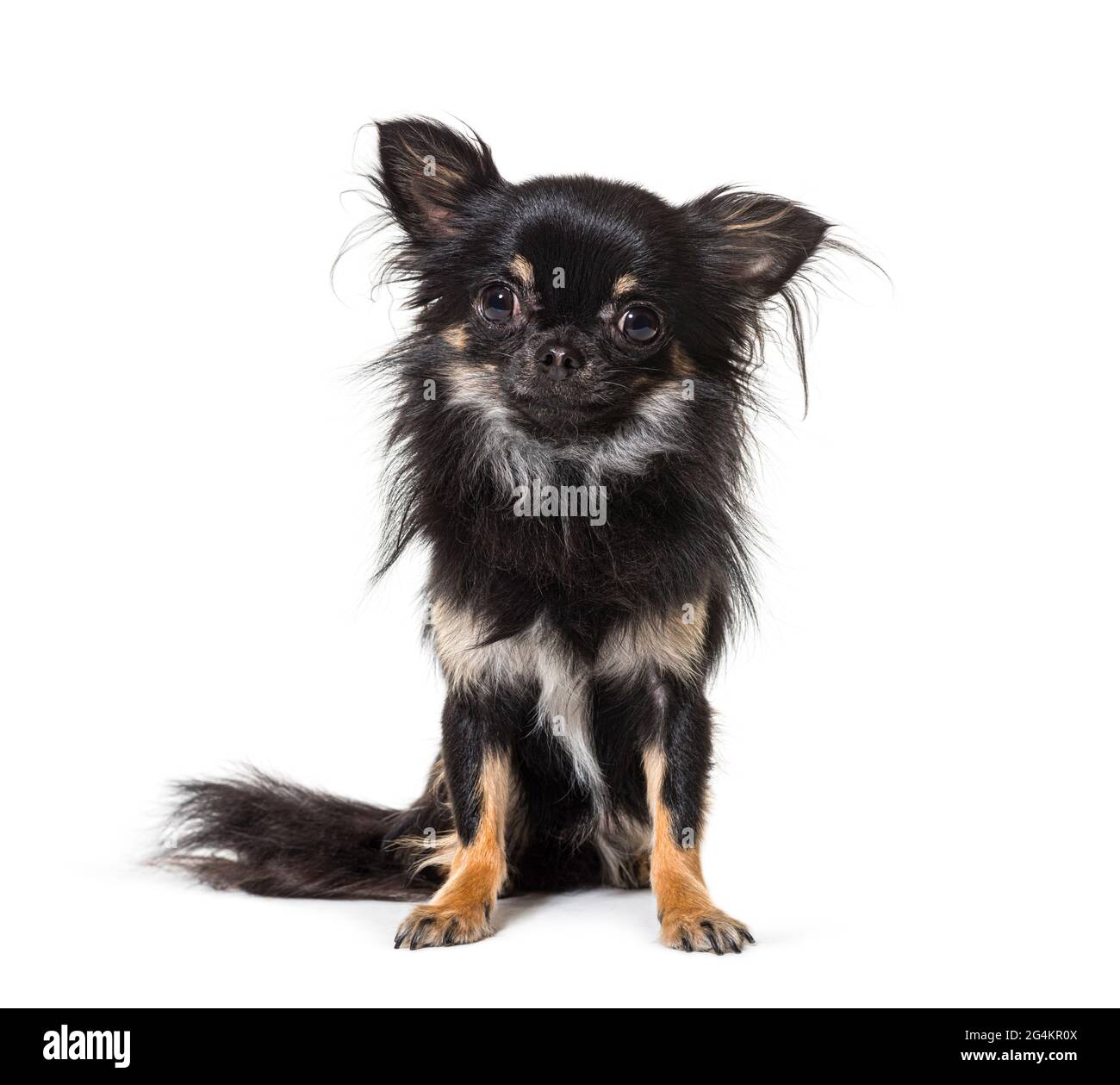 Seduto nero Chihuahua isolato su bianco Foto Stock