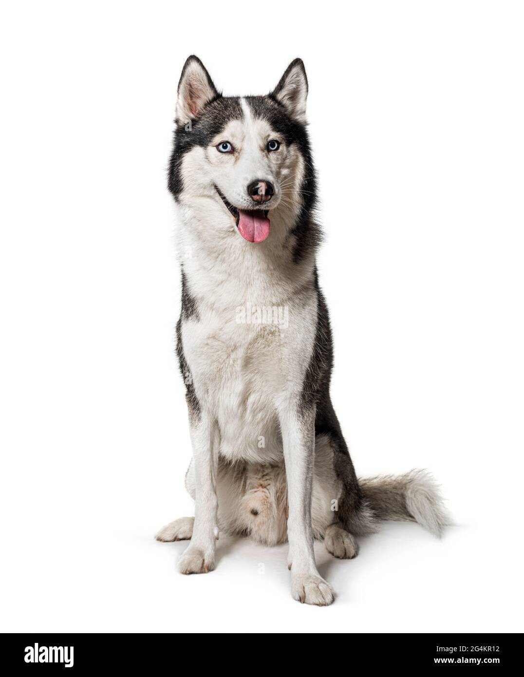 Panding Siberian Husky cane seduto su bianco Foto Stock