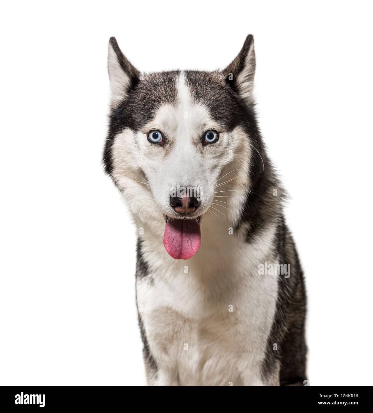 Cane Husky siberiano, isolato su bianco Foto Stock