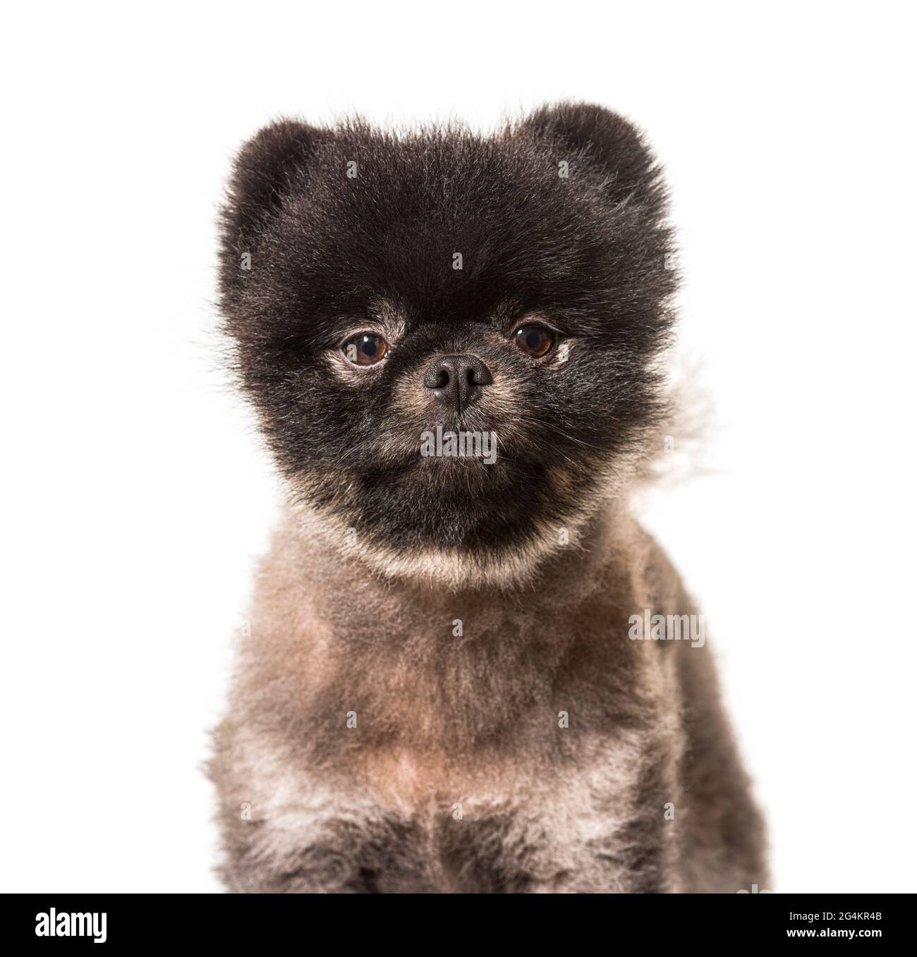 Ritratto marrone e nero Spitz cane, isolato Foto Stock