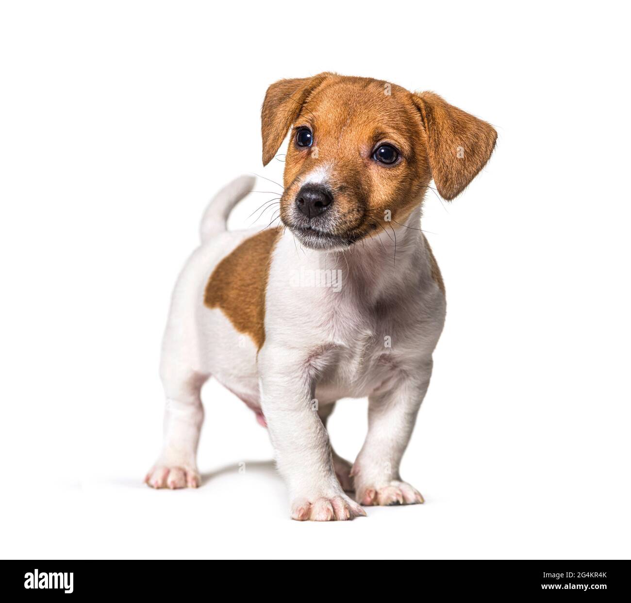 Cucciolo Jack russel terrier cane, due mesi, guardando via, isolato su bianco Foto Stock
