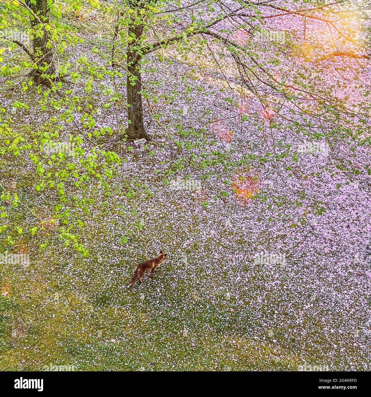 Volpe rossa in piedi in un bellissimo giardino in città durante la primavera, Bruxelles Foto Stock