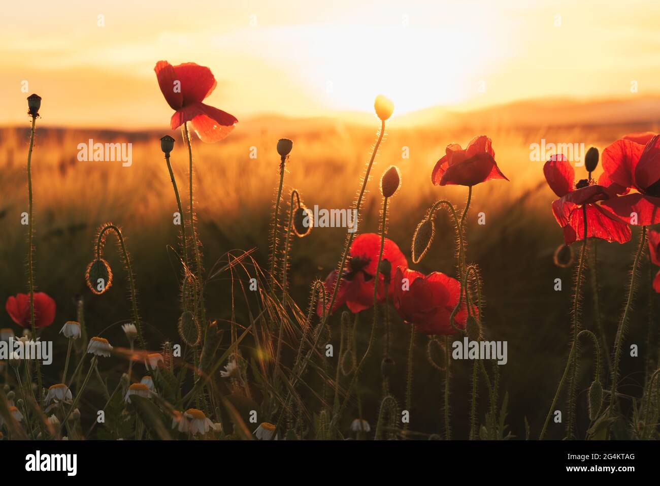 Campo luminoso del papavero rosso dei fiori in estate Foto Stock