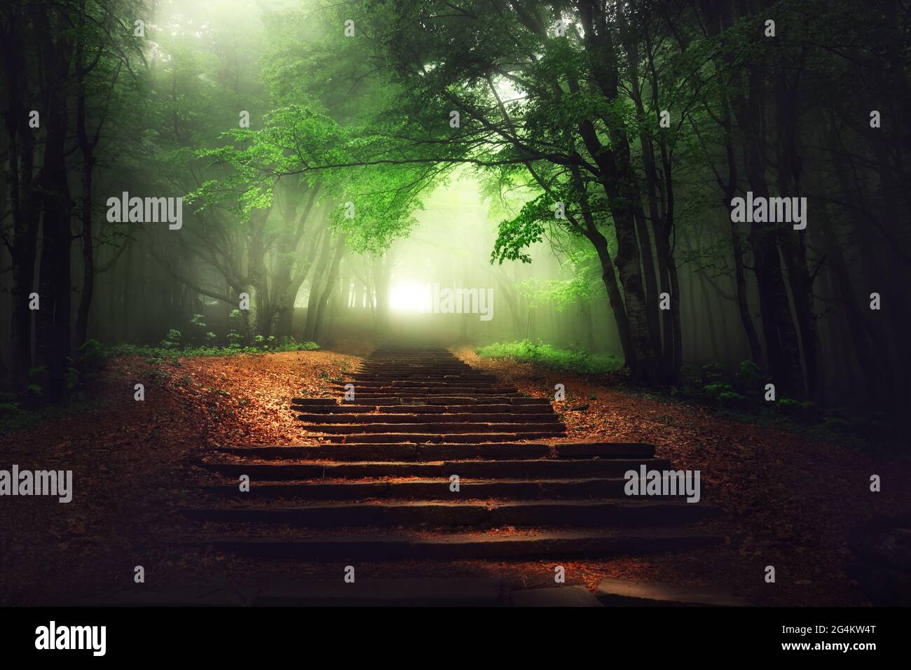 Bella foresta mistica. L'albero magico nella vista della nebbia soleggiata. Scenario con percorso scala in sognante foresta fiabesca. Foto Stock