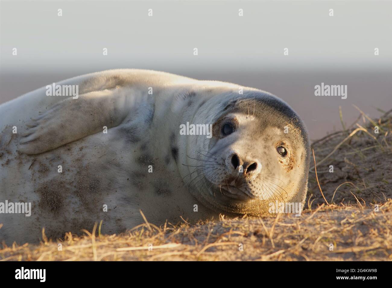 Cucito grigio sulle spiagge di riproduzione nel Nord Norfolk Foto Stock