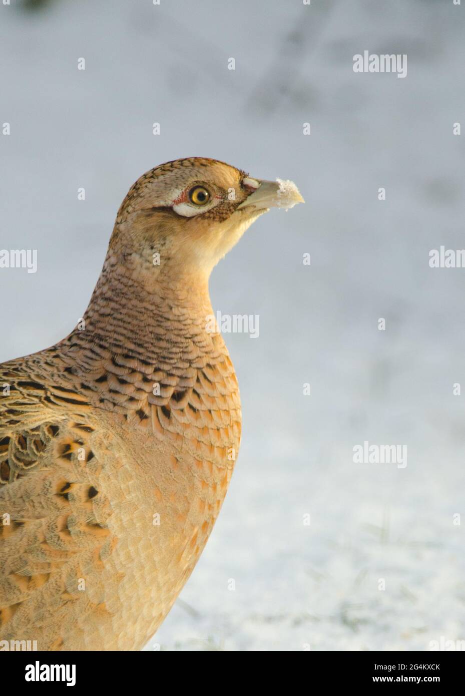 Ritratto di un fagiano di gallina 281110 Foto Stock