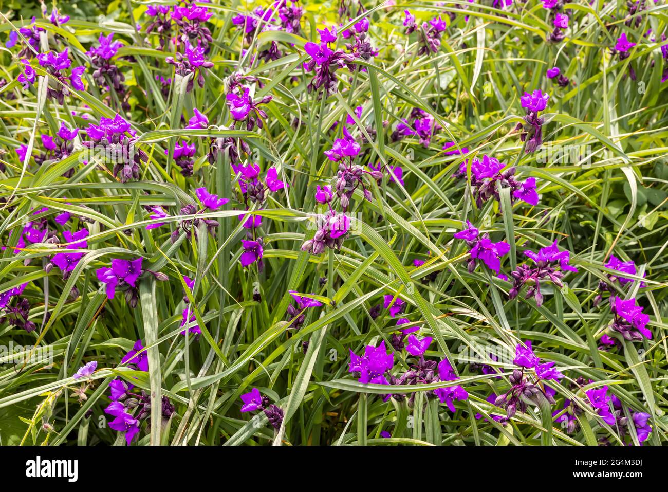 Piccola pianta tradescantia porpora fiorente in un giardino. Foto Stock